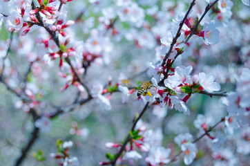 Spring cherry blossom 