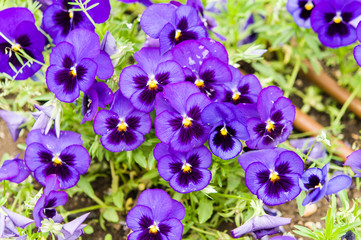 violet flowers in garden