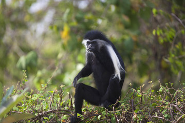 Colobus Monkey