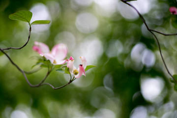 Dogwood flower（ Cornus florida）