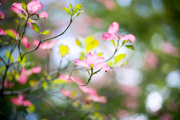Obraz na płótnie Canvas Dogwood flower（ Cornus florida）