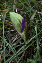 Siberian spring. Erythronium