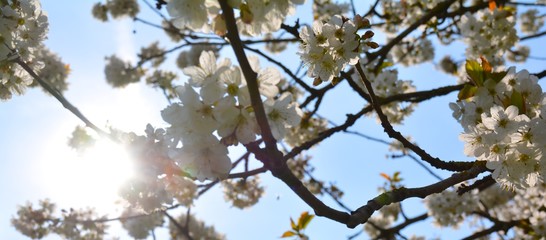 Frühling - Obstblüte