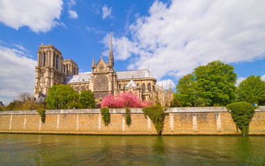  Paris, cathédrale  Notre-Dame au printemps 