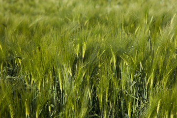 field of wheat
