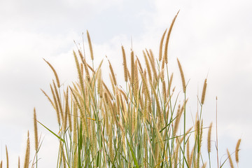 grass background
