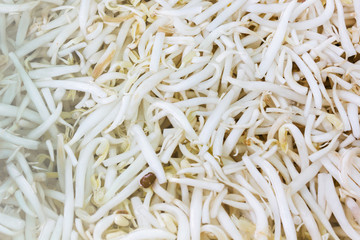 Bean sprouts, eaten like vegetable floated on water