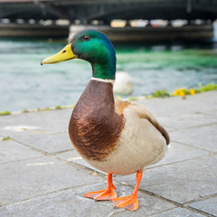 mallard duck in Geneve, Switzerland