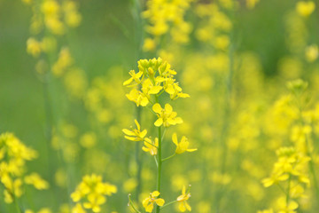 Obraz premium 菜の花