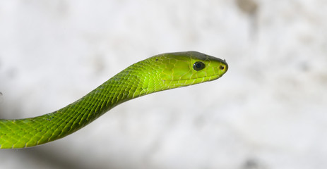 Green Mamba
