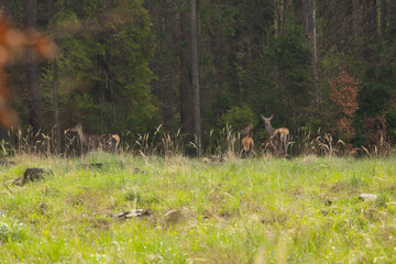 Sarna z młodym © © Jakacki