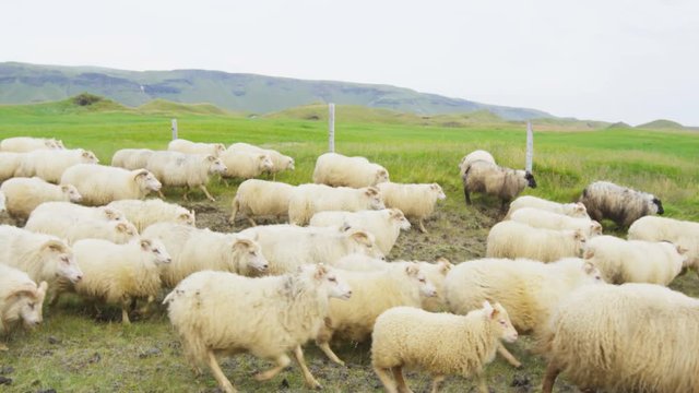 Sheep herd on grass in beautiful Iceland nature landscape. South Icelandic scenery with sheep flock. SLOW MOTION RED EPIC.