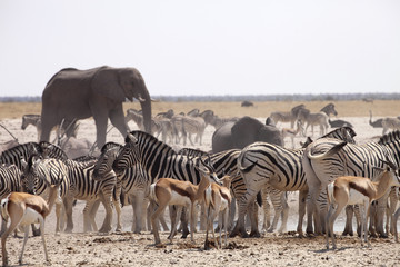 Fototapeta na wymiar elephants and herds of zebra and antelope wait through the midday heat at the waterhole Etosha, Namibia