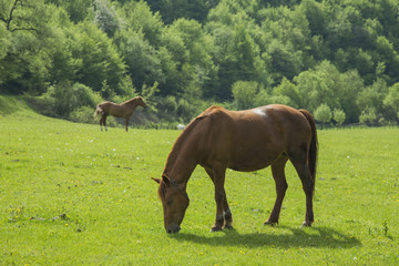 Horses graze in the meadow