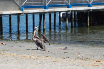 Brown Pelican, Islas Ballestas, Peru
