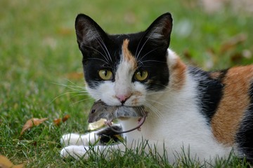 cat with mouse