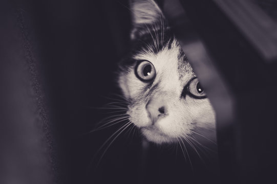 Black and white of a cat hiding under a table, and popping its head from under to take a peek.