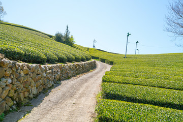 Wazuka tea field,kyoto,tourism of japan