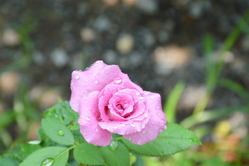 rose blooming in the park