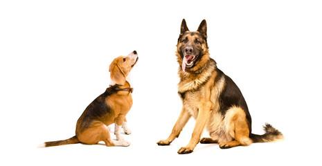 German Shepherd dog and Beagle dog sitting together