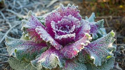 Purple kale flower with morning frost