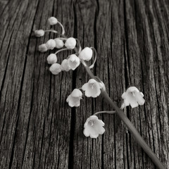white flower Lily of the valley on old gray wooden board was cracked. Selective focus. square photo. black and white image