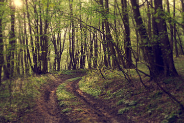 Droga między drzewami w lesie