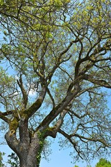 arbre bord étangs dombes