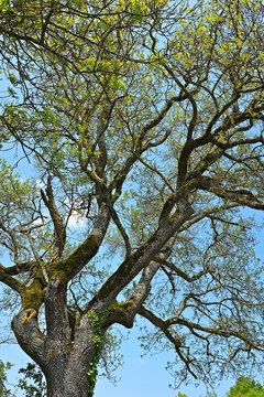 arbre bord étangs dombes