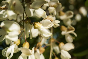 Macro White Flowers on the Left