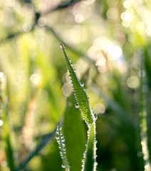 close up of waterdrops on a plant