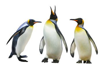 Emperor penguins - obrazy, fototapety, plakaty