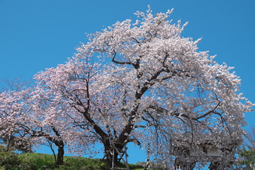 松前の夫婦桜