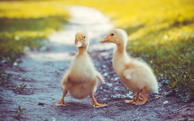 fluffy chicks walks  in green grass