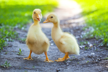 fluffy chicks walks  in green grass