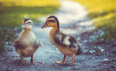 fluffy chicks walks  in green grass