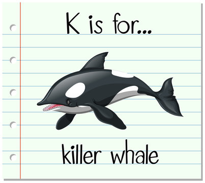 Flashcard letter K is for killer whale