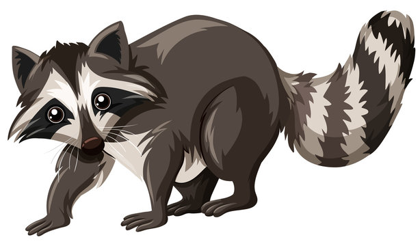 Cute raccoon on white background