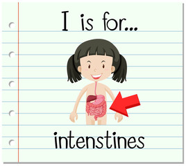 Flashcard letter I is for intenstines