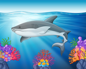 Shark swimming in the sea