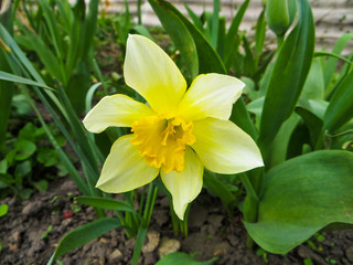 Fototapeta premium narcissus on flowerbed