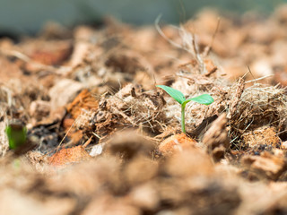 Melon Bud