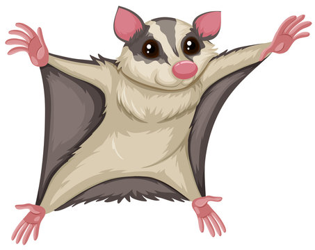 Flying squirrel with happy face