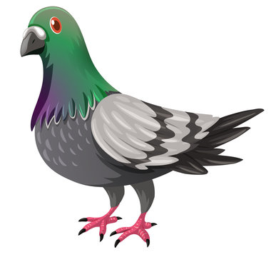 Pigeon with green and gray feather
