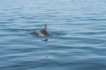 Dolphin fin