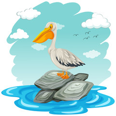 Pelican bird standing on rocks