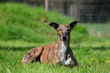 Galgo liegt im Gras und zwinkert dem Betrachter zu