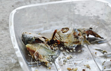 hornet feeding mackerel on plastic tray