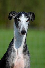 schwarz weißer Galgo Espanol