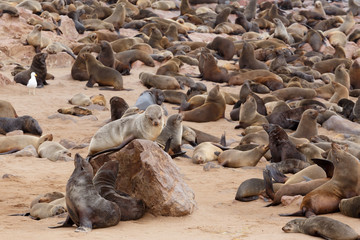 Fototapeta premium sea lions in Cape Cross, Namibia, wildlife